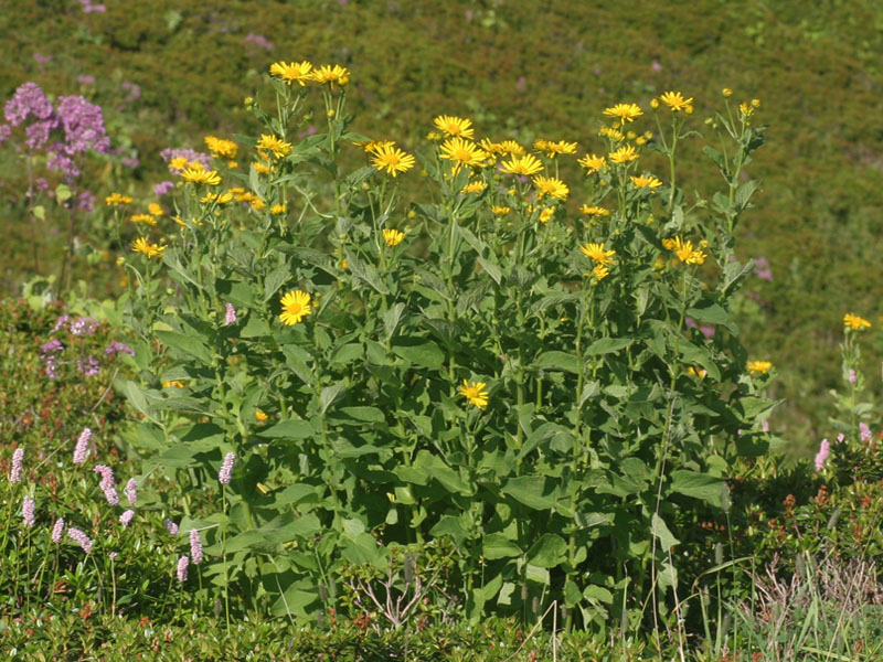 Doronicum austriacum / Doronico austriaco